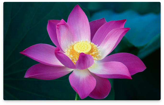 Окно LilyView. Окно LilyView.